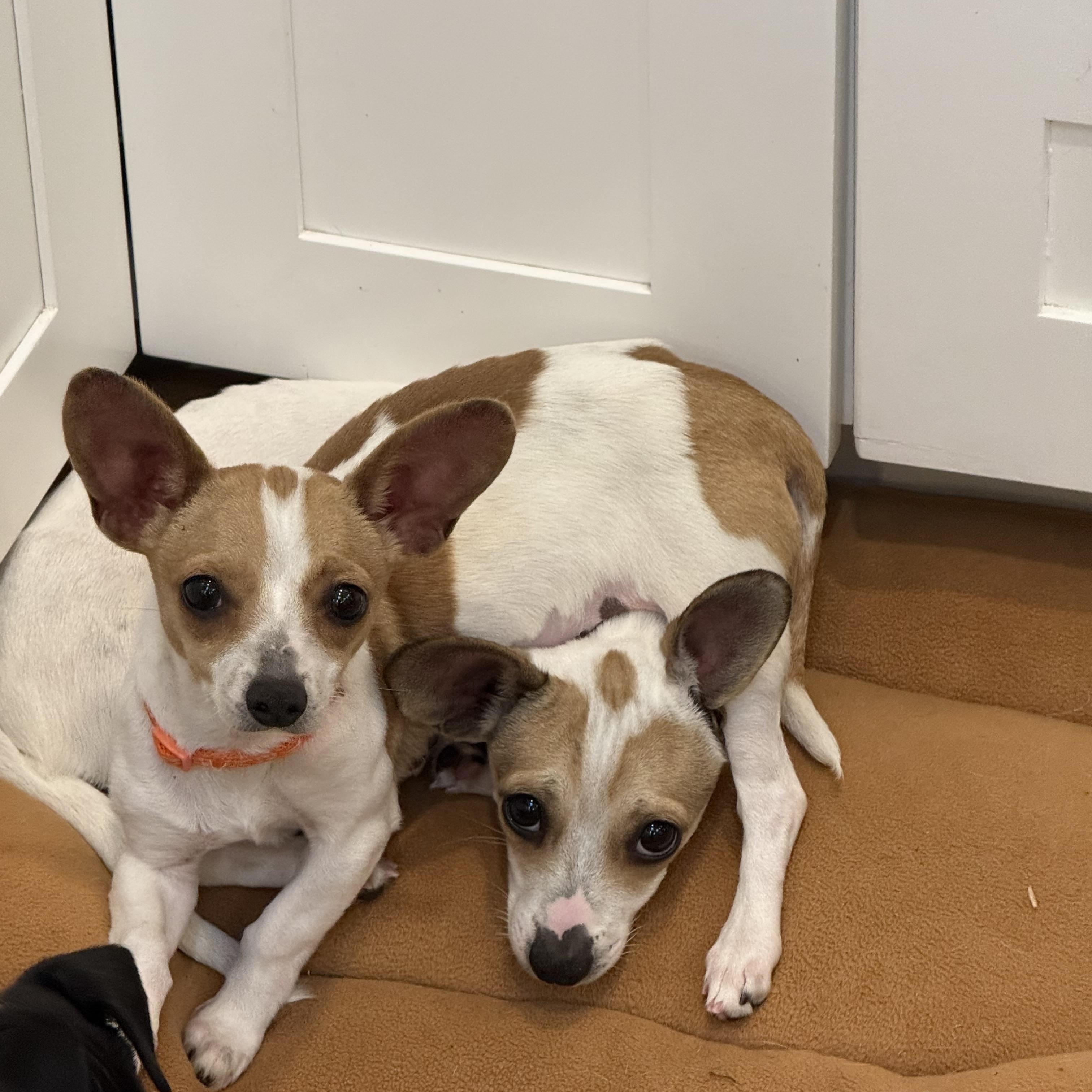 Enlarge Yoda, a ADOPTABLE mixed breed in benicia, CA image 5/6