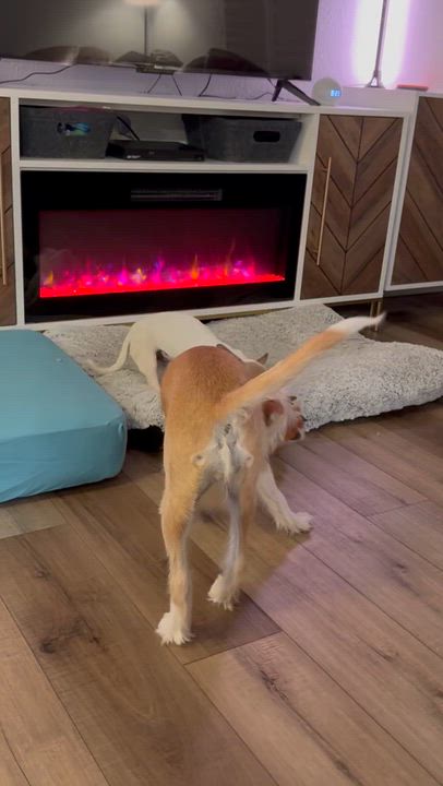 Enlarge Yoda, a ADOPTABLE mixed breed in benicia, CA video 6/6