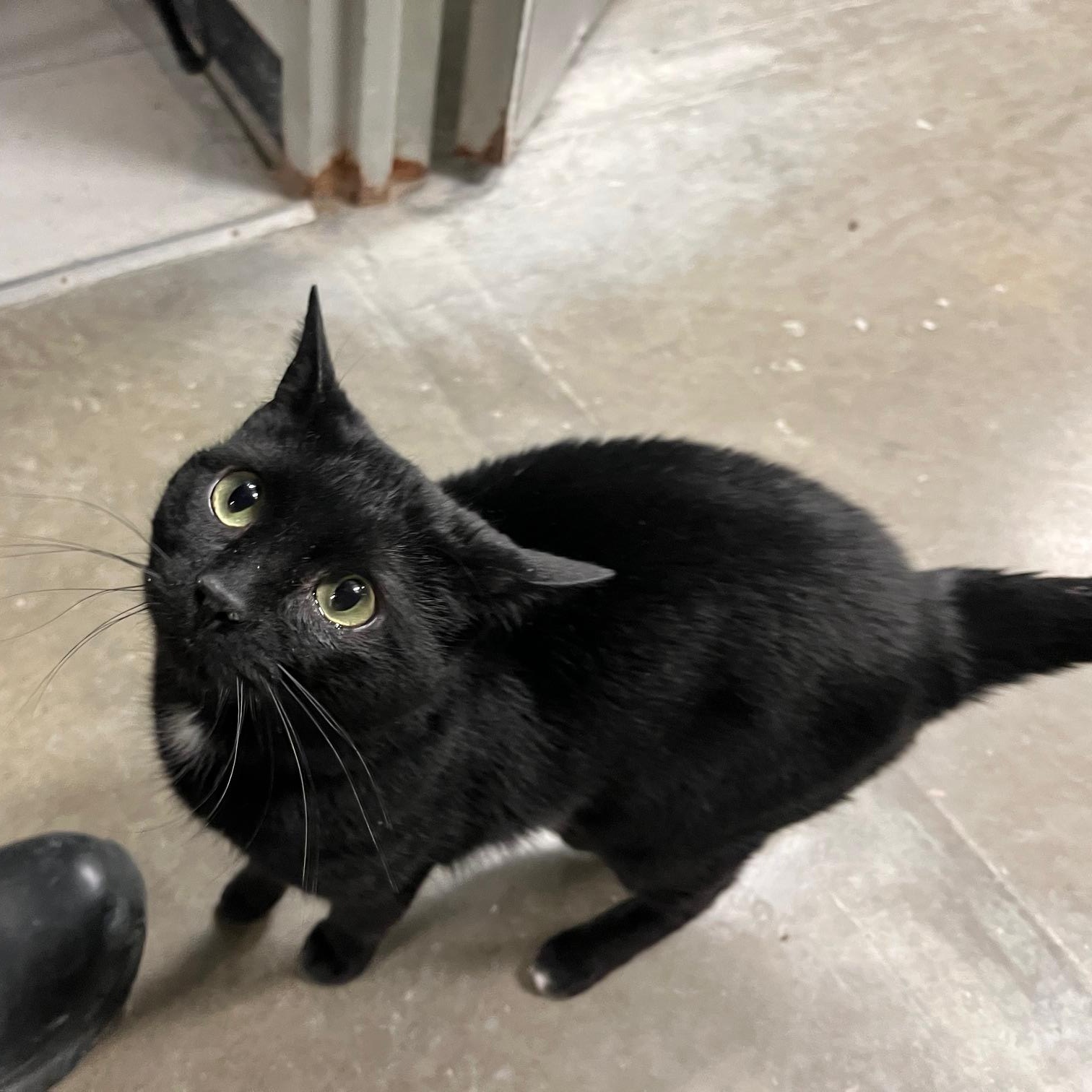 Enlarge Beal, an adopted Domestic Short Hair in St Thomas, ON image 1/4