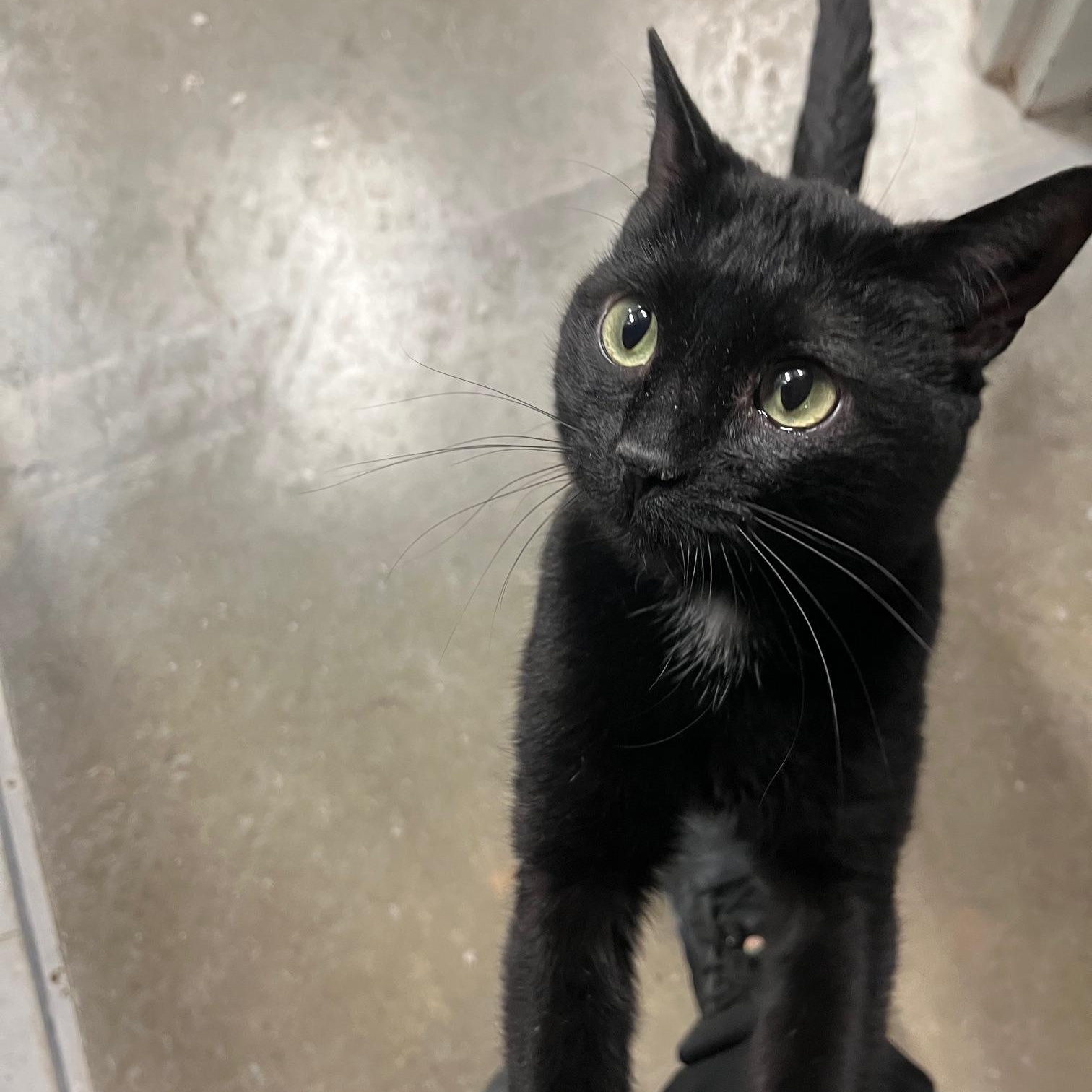 Enlarge Beal, an adopted Domestic Short Hair in St Thomas, ON image 3/4