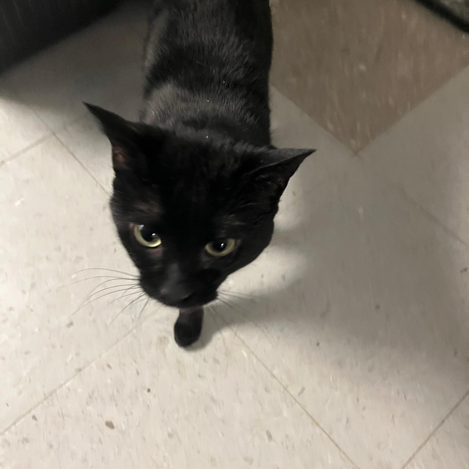 Enlarge Beal, an adopted Domestic Short Hair in St Thomas, ON image 4/4