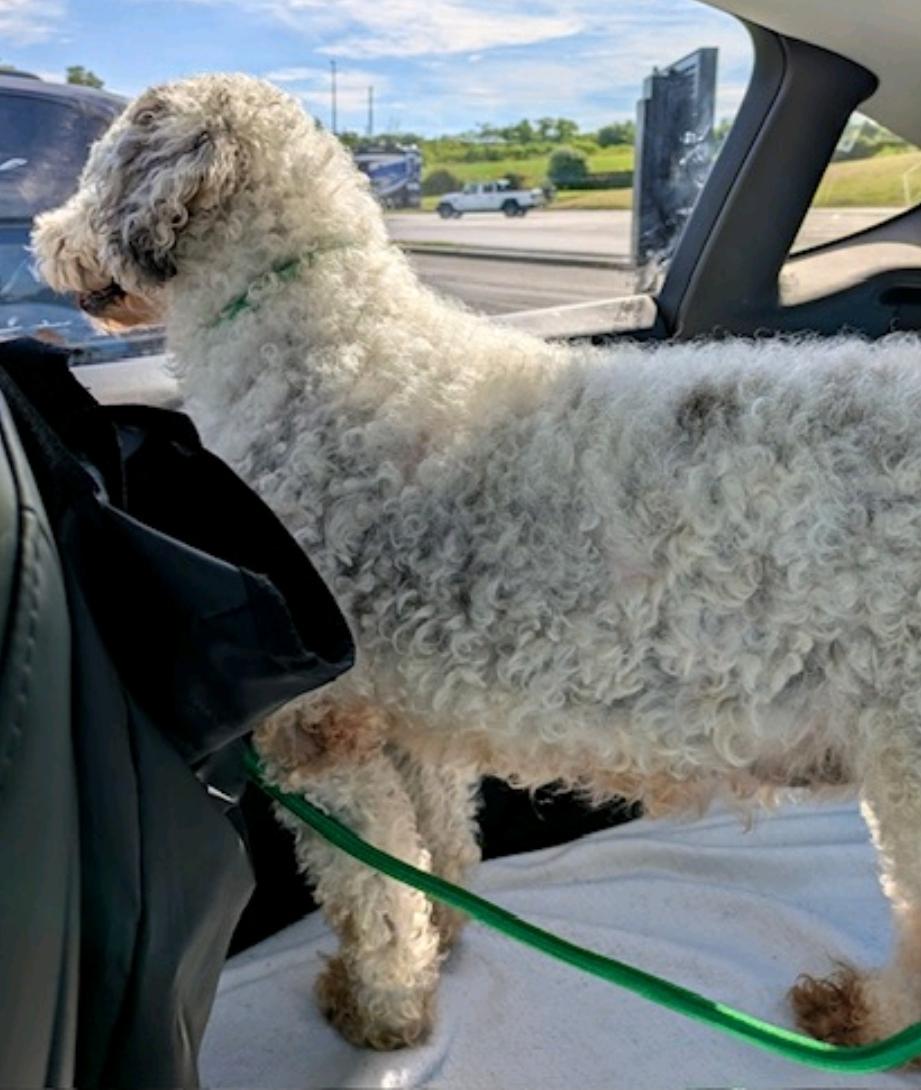 Maple-mini bernedoodle, an adoptable Bernedoodle in Hamburg, NY, 14075 | Photo Image 3