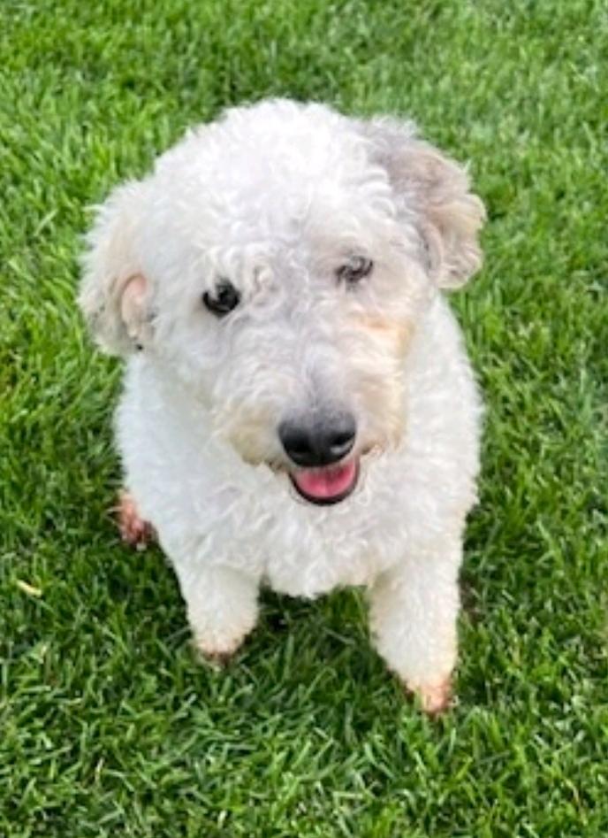Maple-mini bernedoodle, an adoptable Bernedoodle in Hamburg, NY, 14075 | Photo Image 1