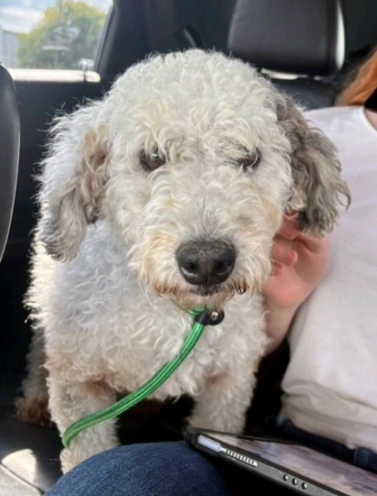 Maple-mini bernedoodle, an adoptable Bernedoodle in Hamburg, NY, 14075 | Photo Image 4