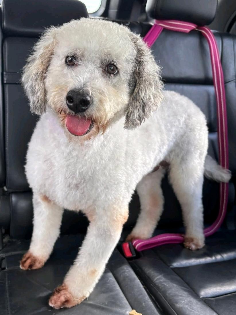 Maple-mini bernedoodle, an adoptable Bernedoodle in Hamburg, NY, 14075 | Photo Image 2
