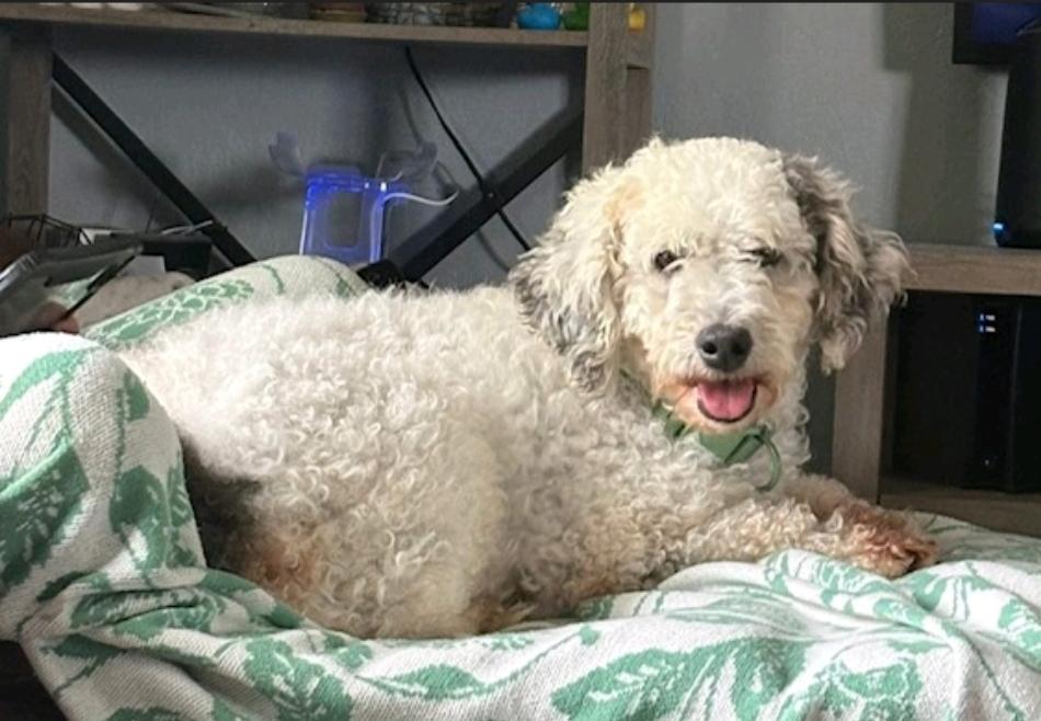 Maple-mini bernedoodle, an adoptable Bernedoodle in Hamburg, NY, 14075 | Photo Image 5