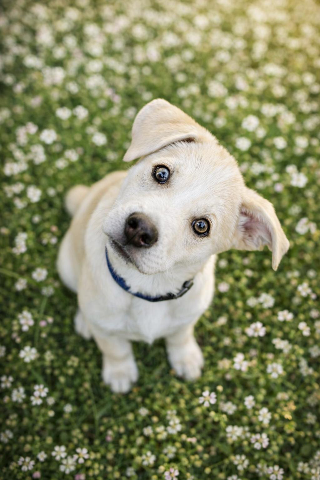 Enlarge Polar, an adopted mixed breed in Temecula, CA image 1/1