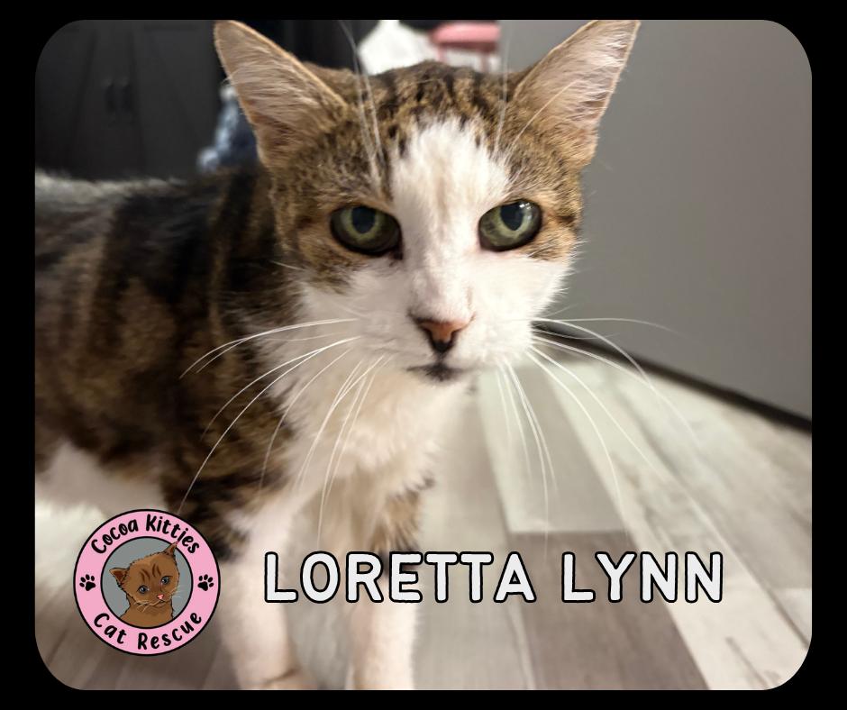 Enlarge Loretta Lynn, a Adoptable mixed breed in Hershey, PA image 1/1