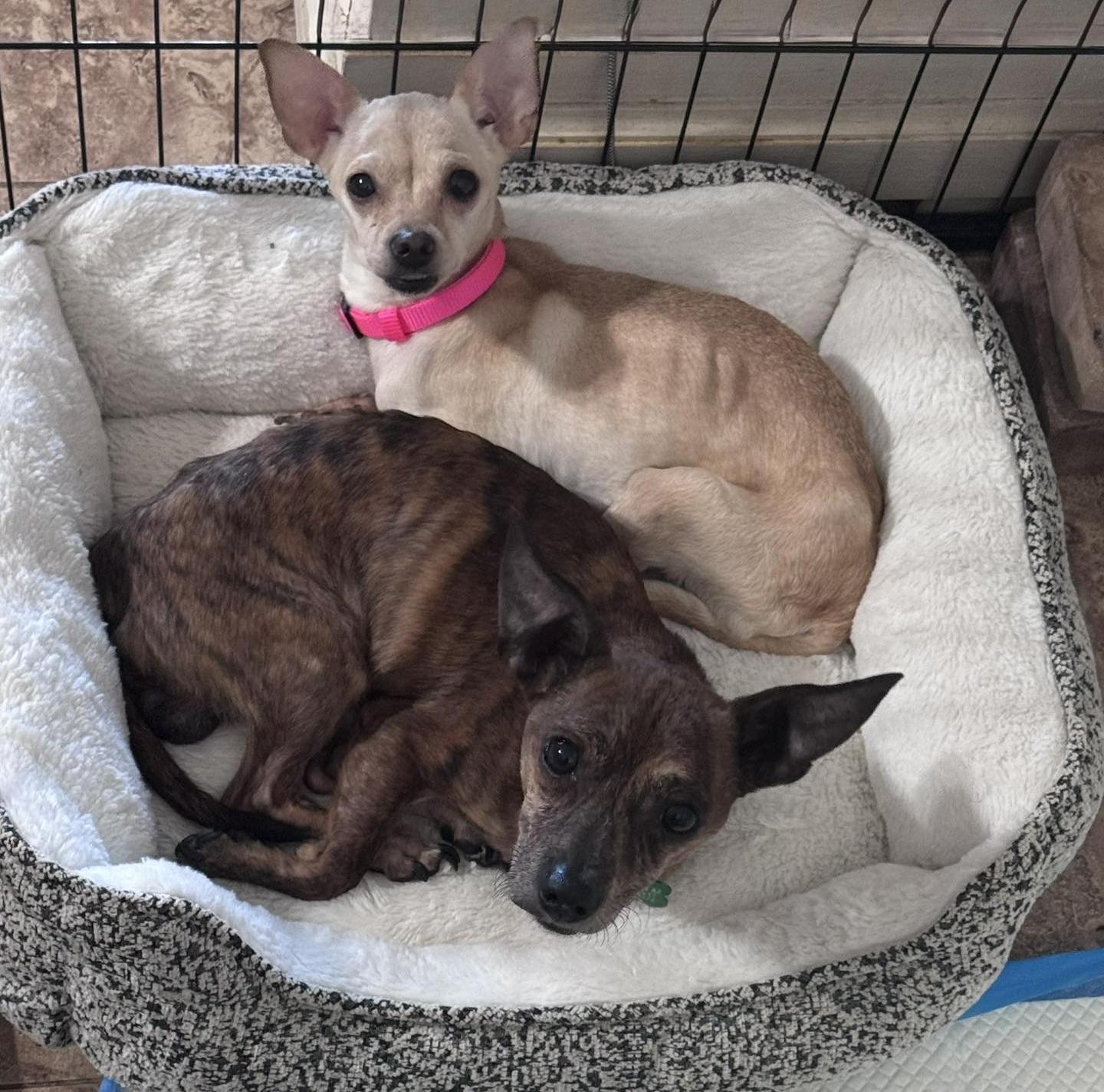 Athena & Hercules, a ADOPTABLE Chihuahua in San Tan Valley, AZ image 2/2