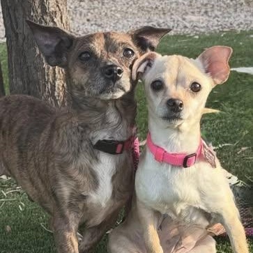 Athena & Hercules, a ADOPTABLE Chihuahua in San Tan Valley, AZ image 1/2