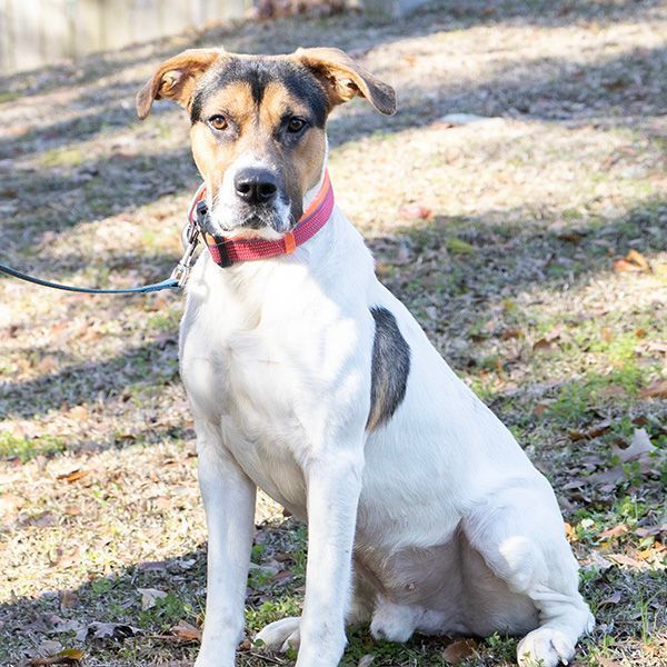 Dog for adoption Icarus, a Hound in Slidell, LA Petfinder