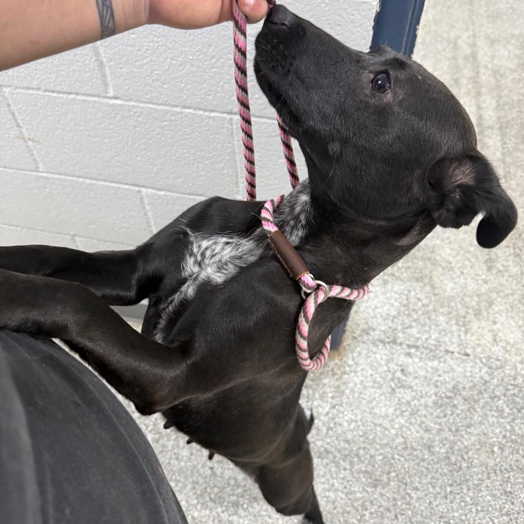 Bonnie, Adoptable, Adult Female Mixed Breed.