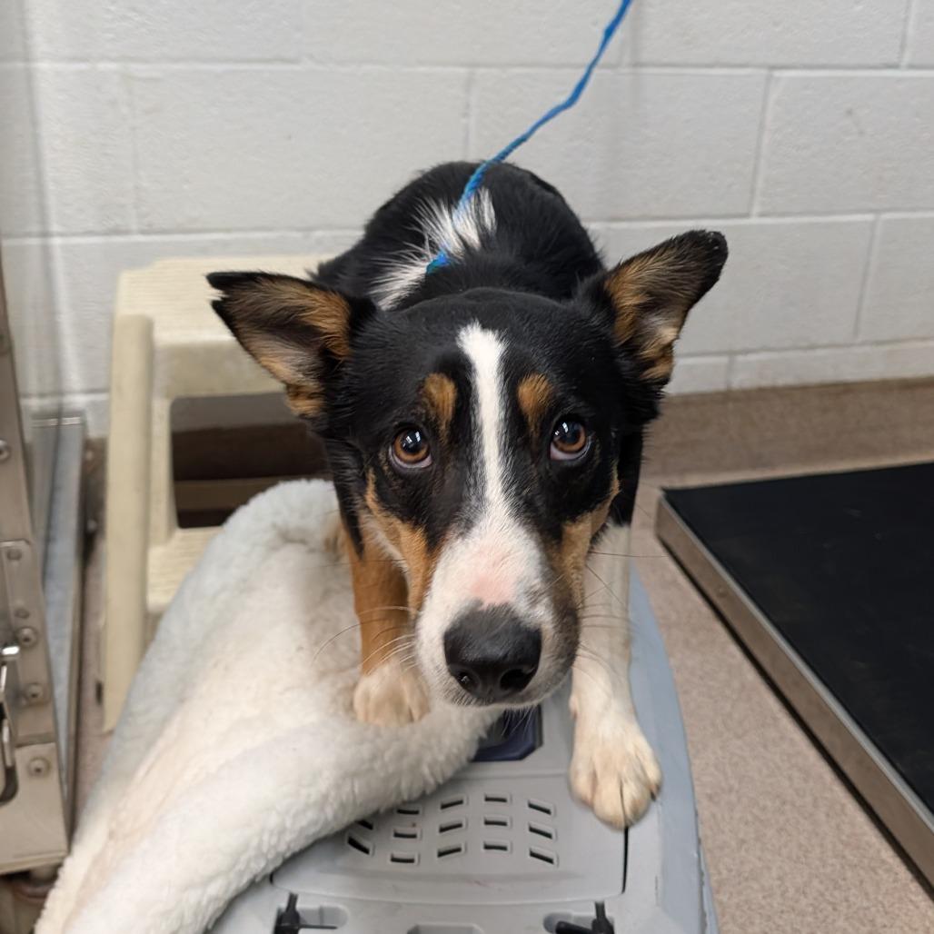 Scout, Adoptable, Adult Male Australian Shepherd.