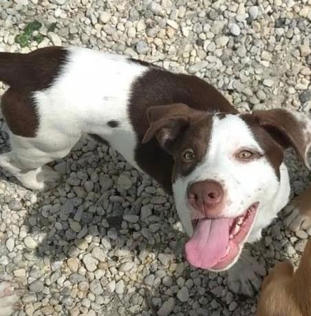 Aurora, Adoptable, Puppy Female Pit Bull Terrier.