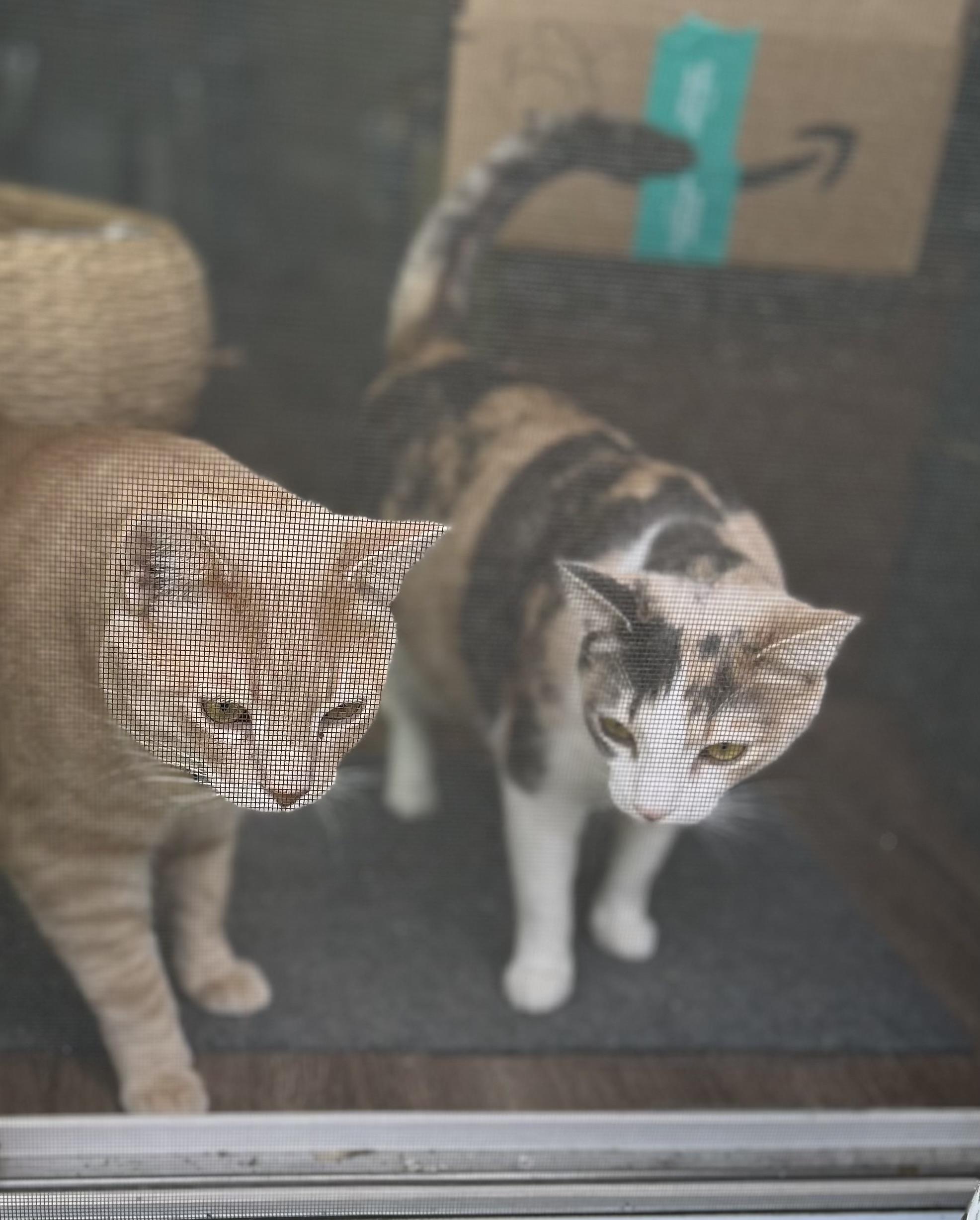 Enlarge Freddie and Dottie, a Adopted mixed breed in Sacramento, CA image 2/6