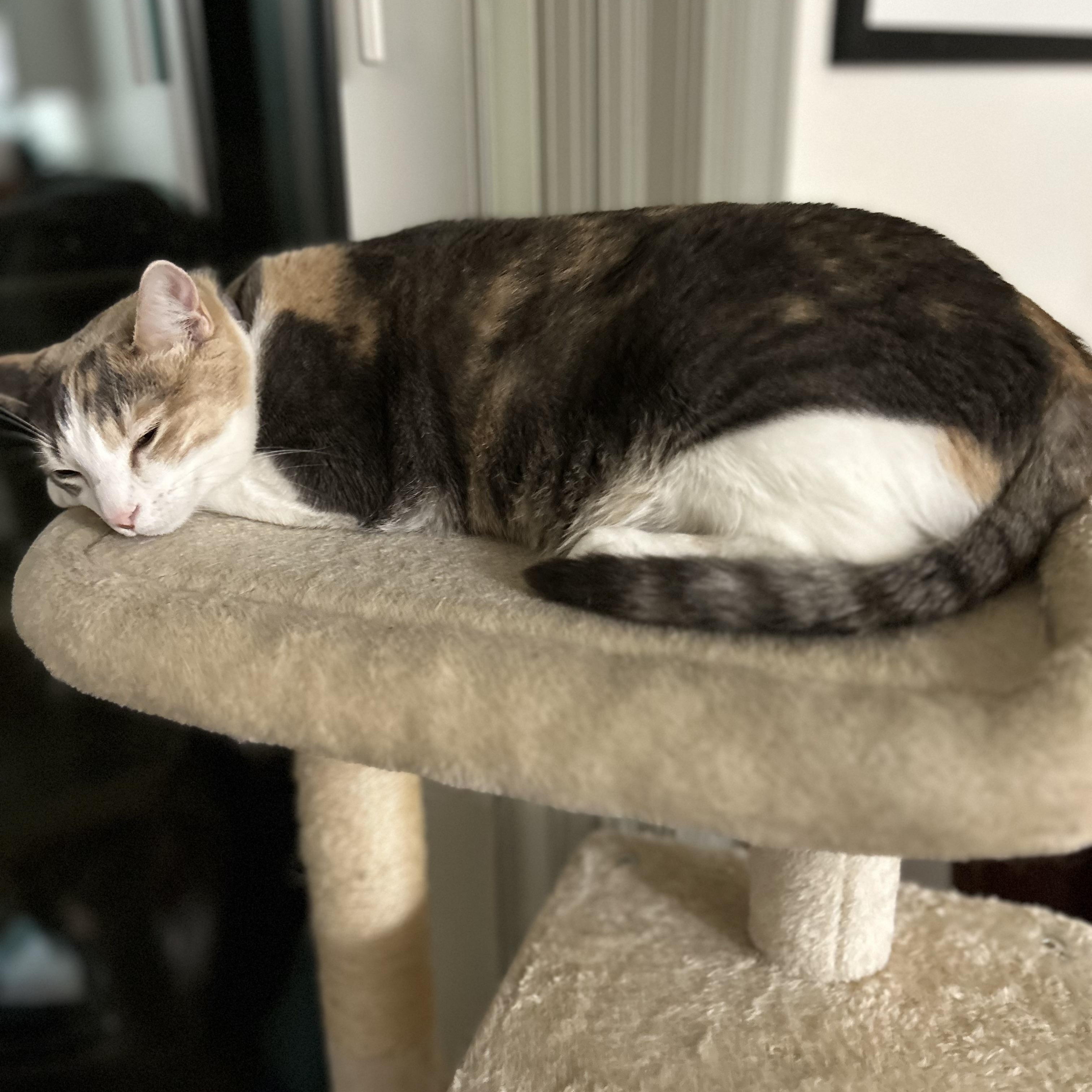 Enlarge Freddie and Dottie, a Adopted mixed breed in Sacramento, CA image 3/6