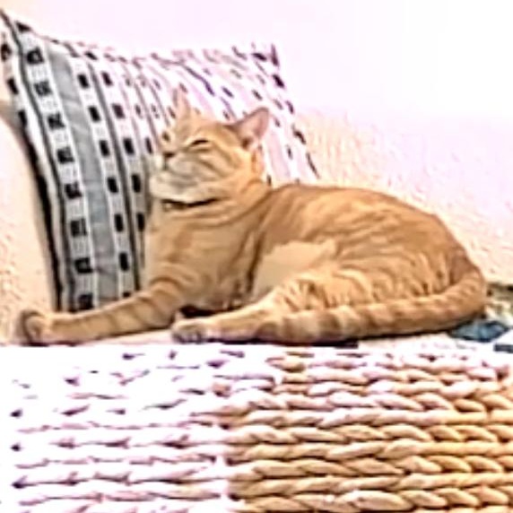 Enlarge Freddie and Dottie, a Adopted mixed breed in Sacramento, CA image 4/6