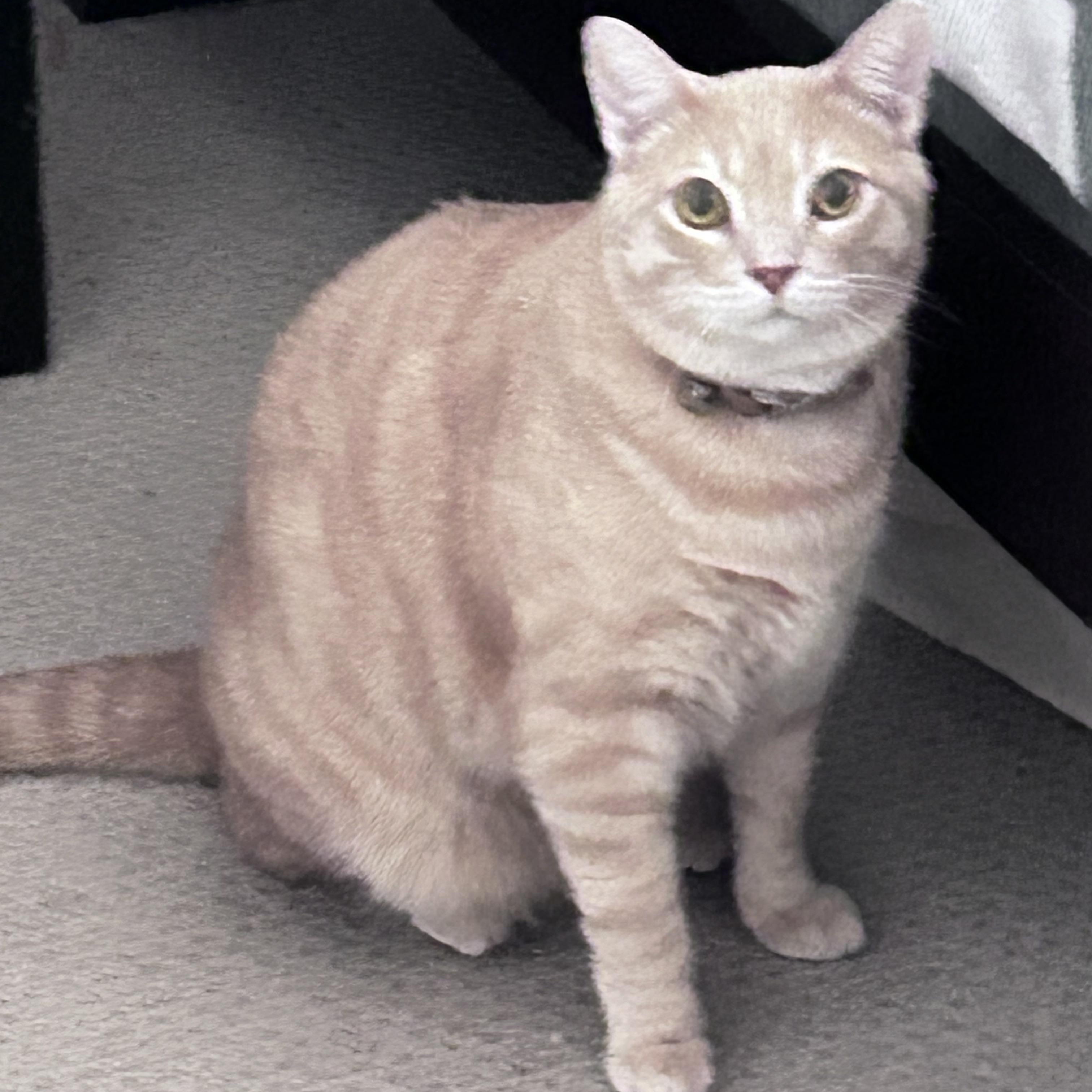 Enlarge Freddie and Dottie, a Adopted mixed breed in Sacramento, CA image 5/6