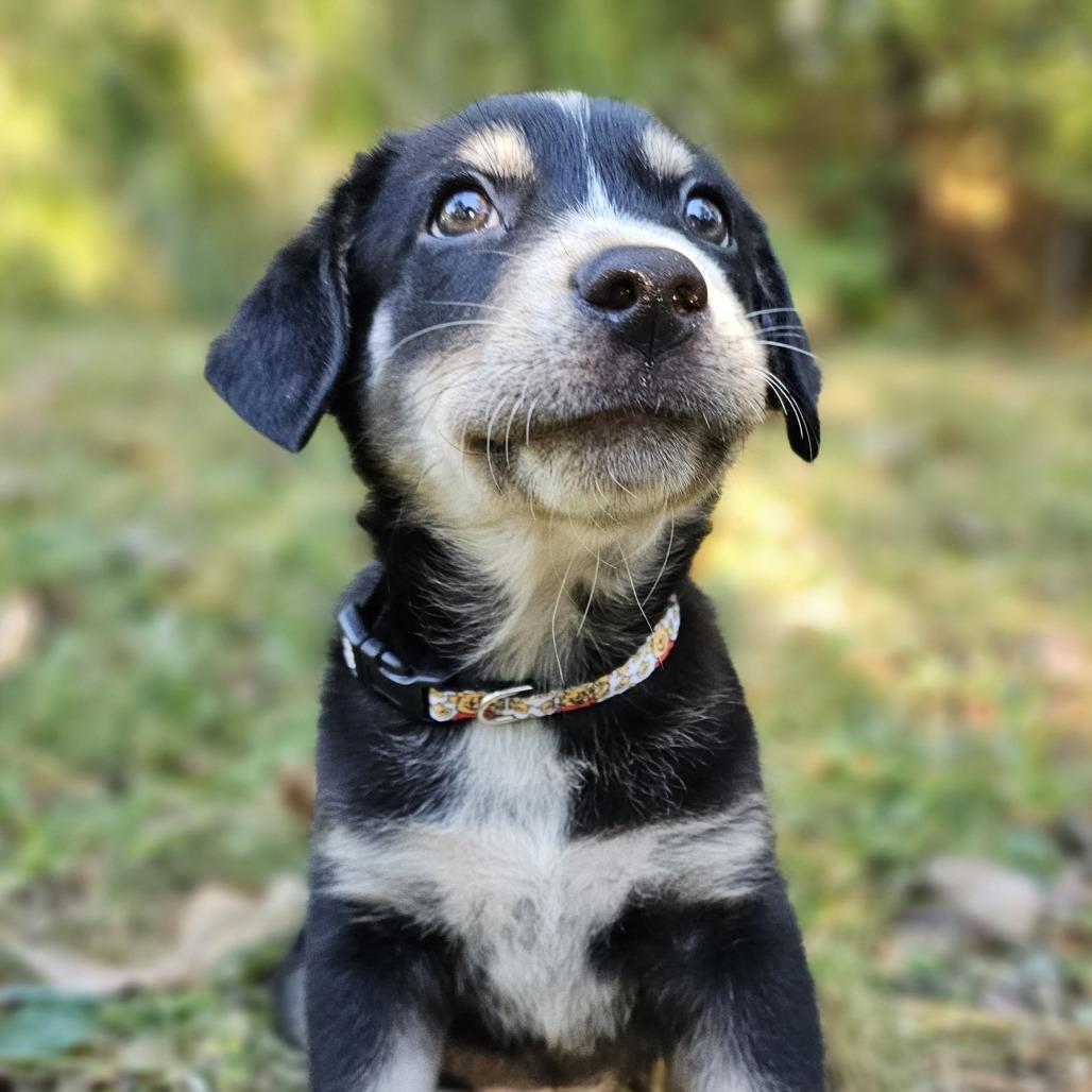 Christopher Robin, Adoptable, Puppy Male Mixed Breed.