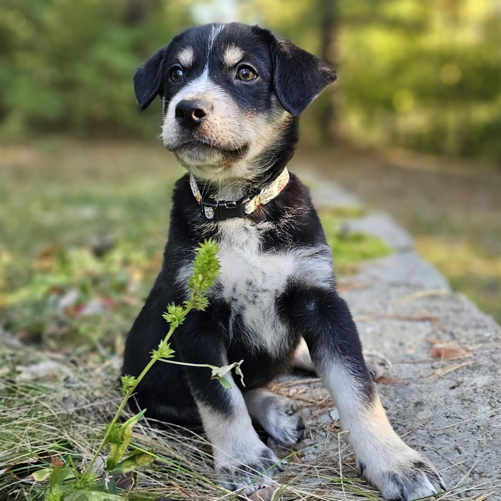 Enlarge Christopher Robin, a Adoptable Mixed Breed in Festus, MO image 2/6