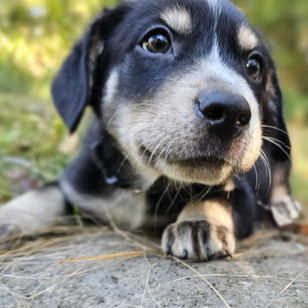 Enlarge Christopher Robin, a Adoptable Mixed Breed in Festus, MO image 3/6