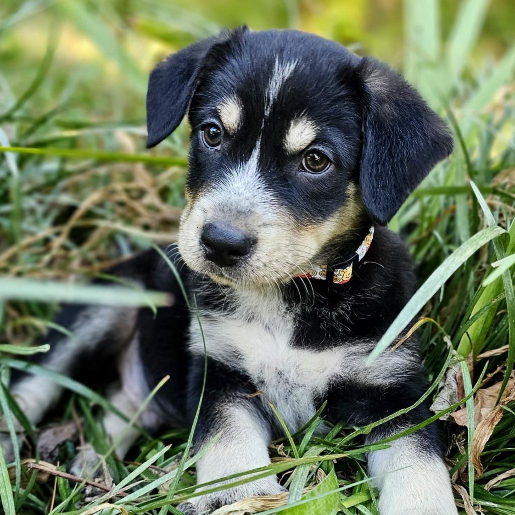 Enlarge Christopher Robin, a Adoptable Mixed Breed in Festus, MO image 4/6