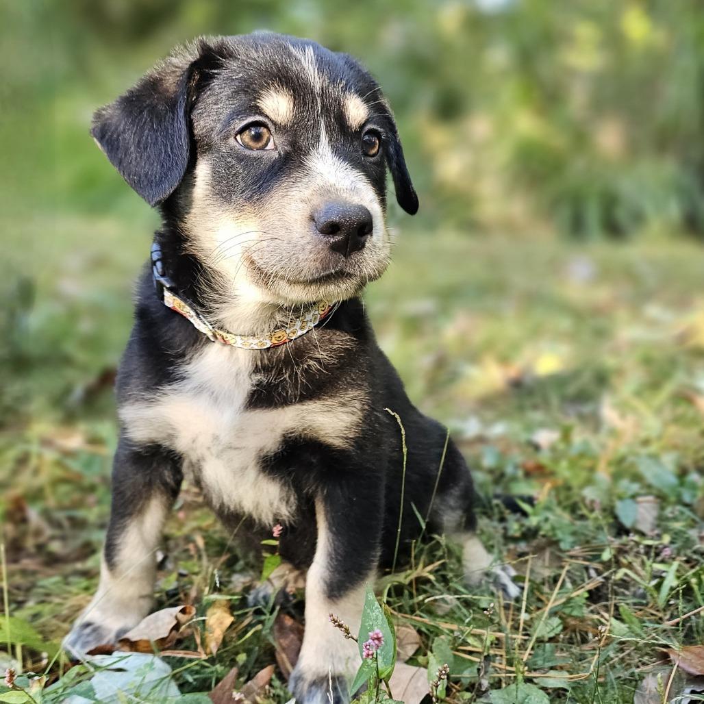 Enlarge Christopher Robin, a Adoptable Mixed Breed in Festus, MO image 5/6