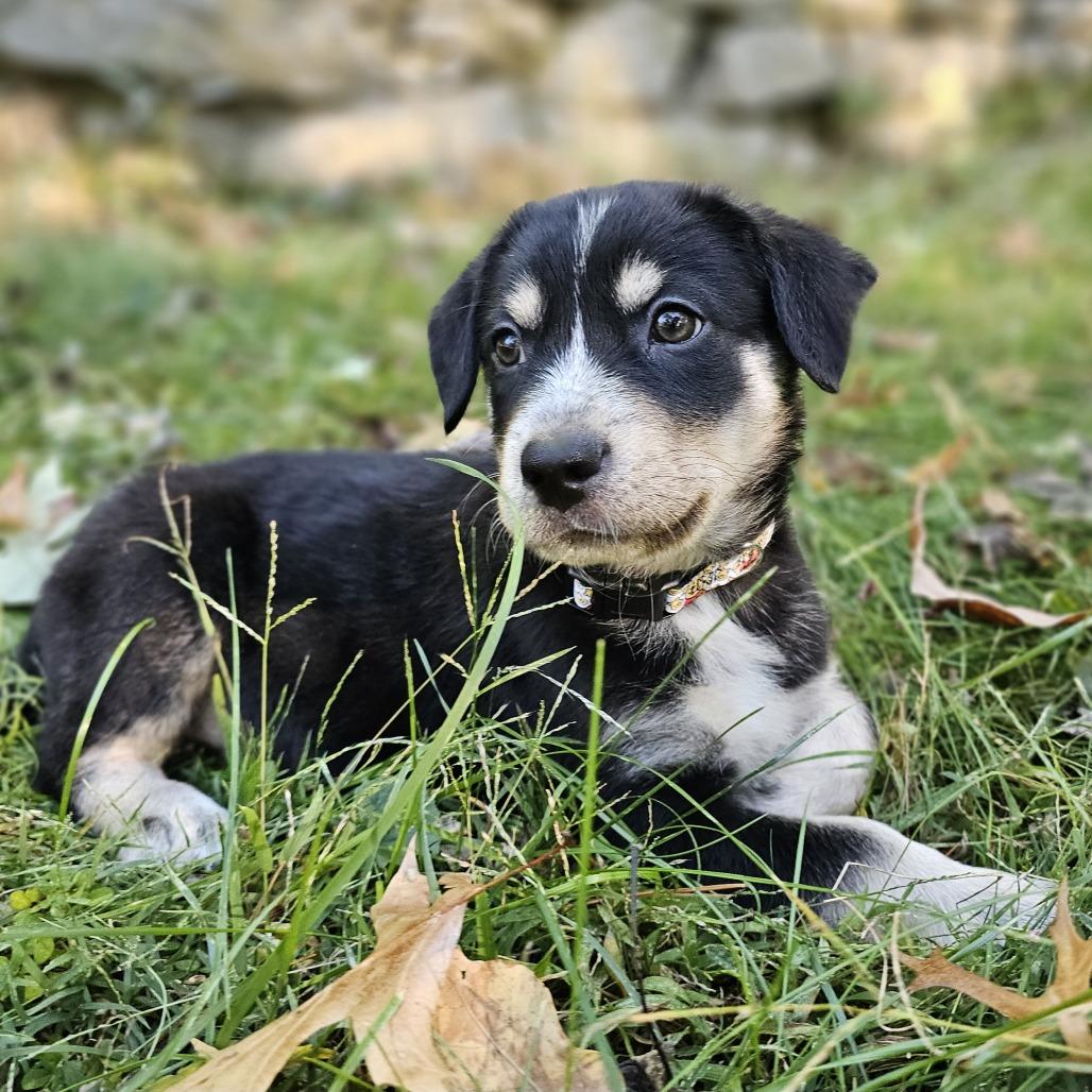 Enlarge Christopher Robin, a Adoptable Mixed Breed in Festus, MO image 6/6