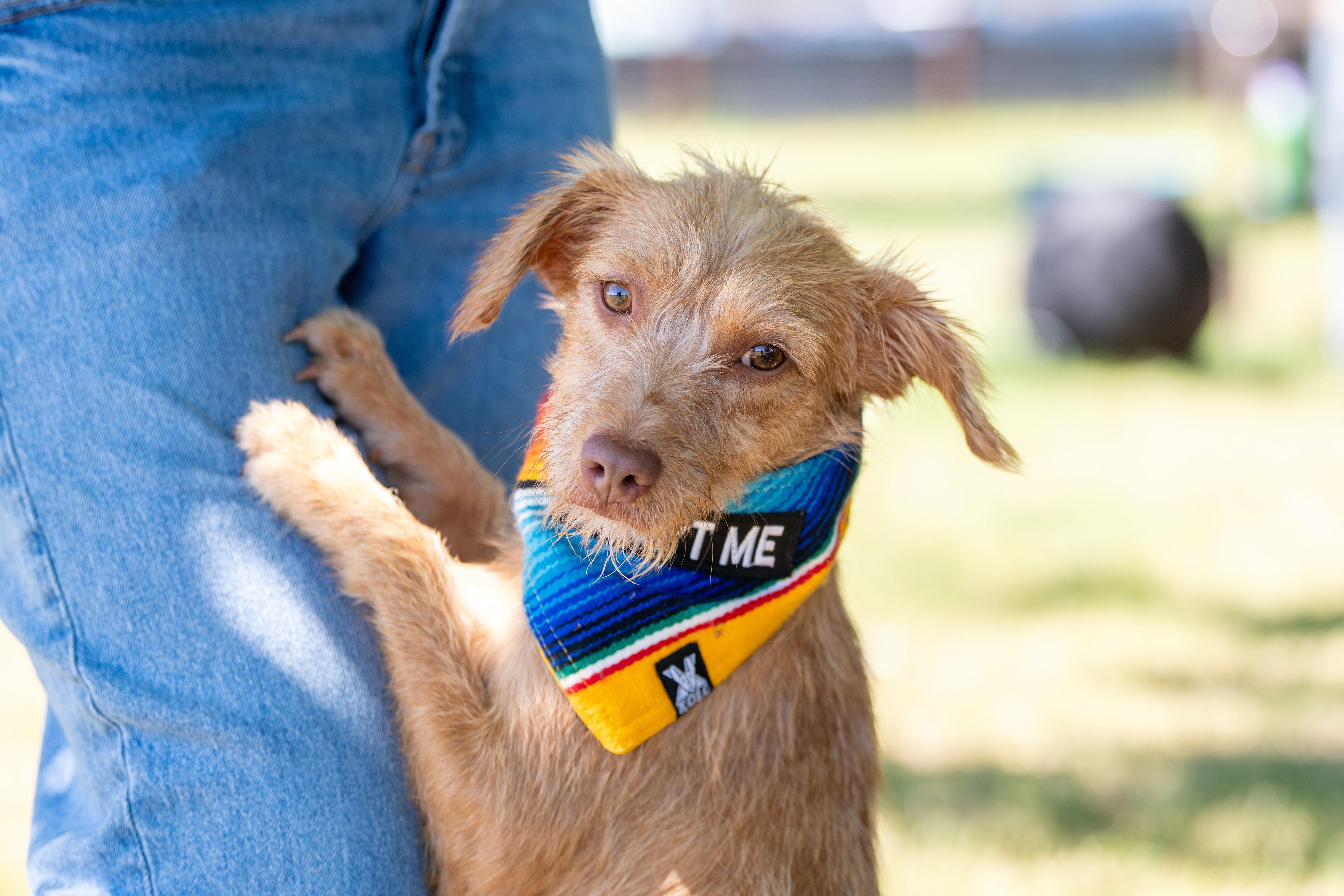 Enlarge Aquiles, an adopted mixed breed in Santa Rosa, CA image 1/4