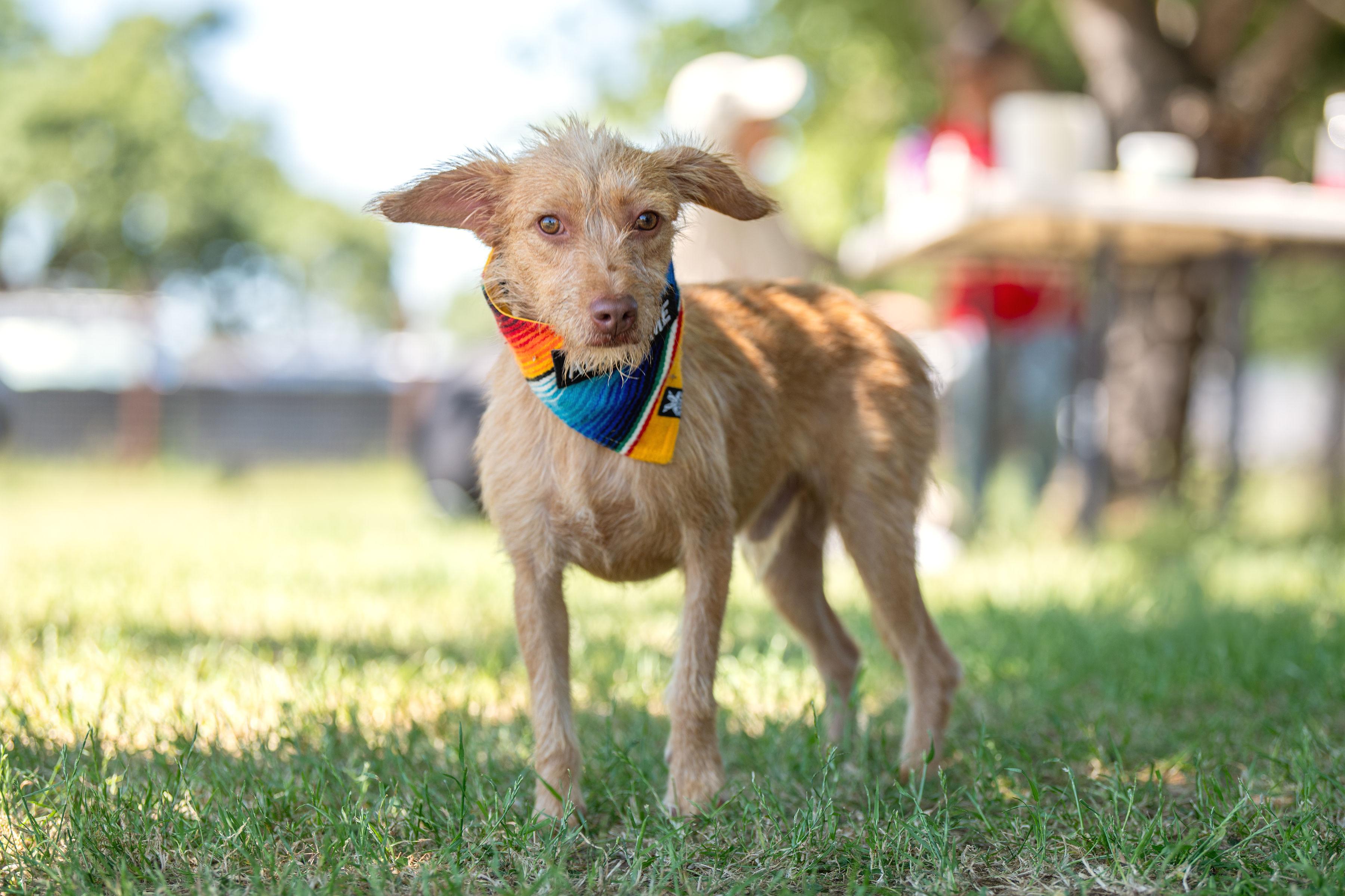 Enlarge Aquiles, an adopted mixed breed in Santa Rosa, CA image 2/4