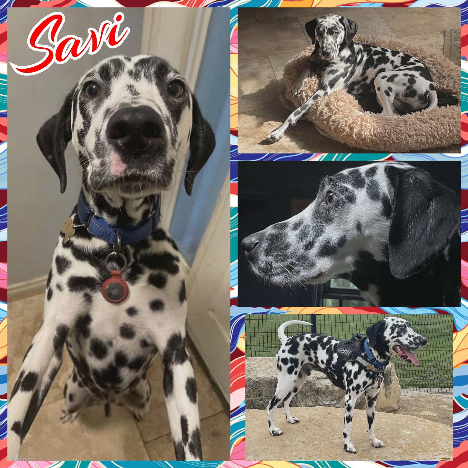 Savi, Adoptable, Young Male Dalmatian.