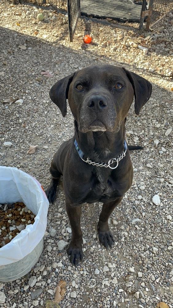 Zuse, Adoptable, Adult Male Rottweiler & Labrador Retriever.