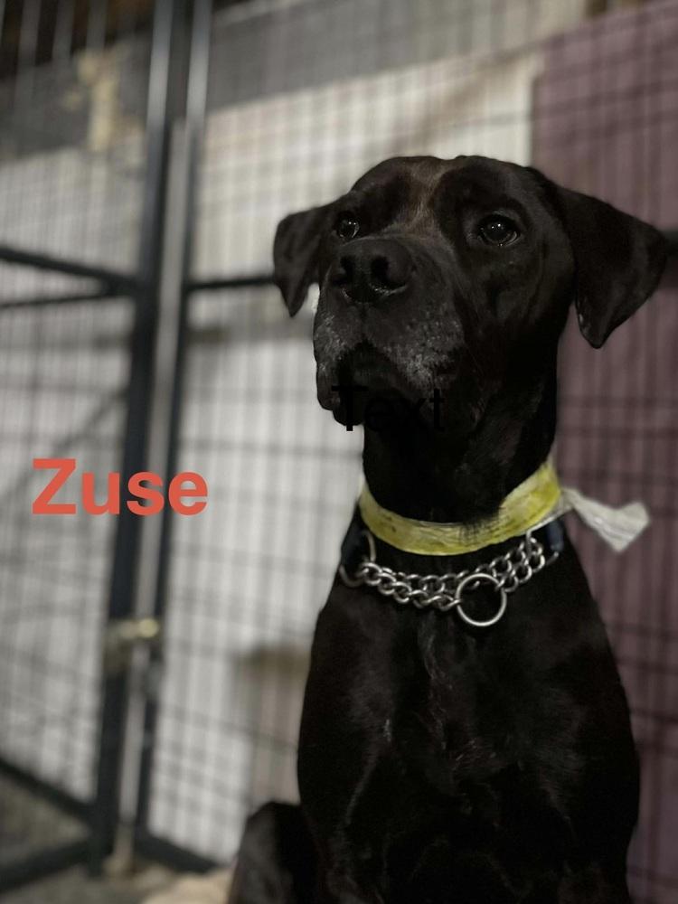 Zuse, Adoptable, Adult Male Labrador Retriever & Mixed Breed.