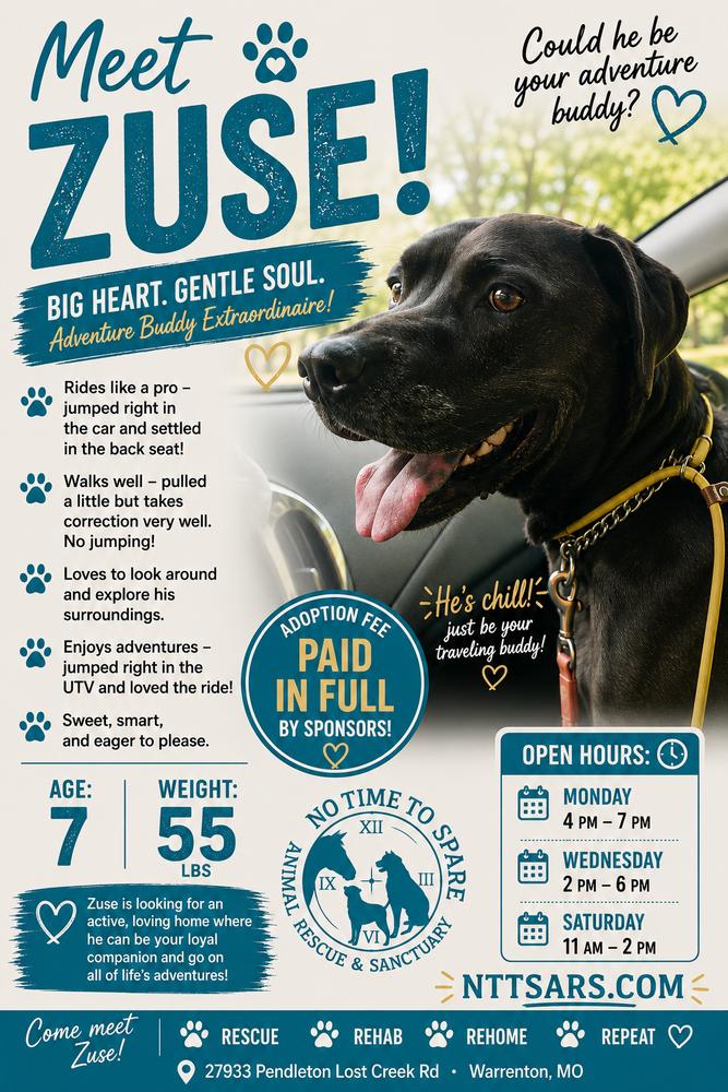 Enlarge Zuse, a Adoptable mixed breed in Warrenton, MO image 2/5
