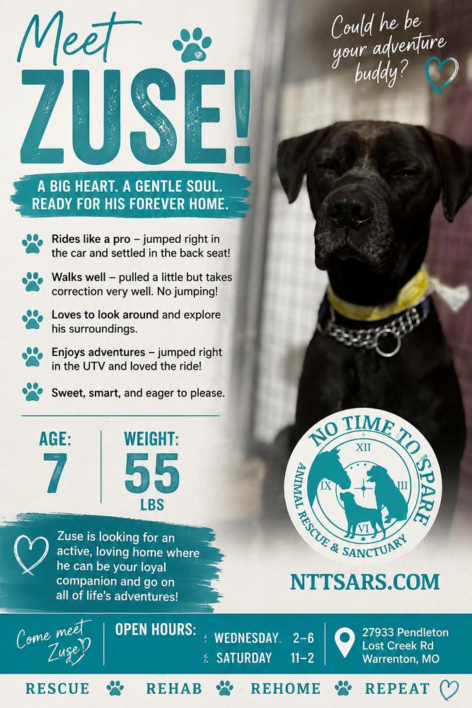 Enlarge Zuse, a Adoptable mixed breed in Warrenton, MO image 2/6