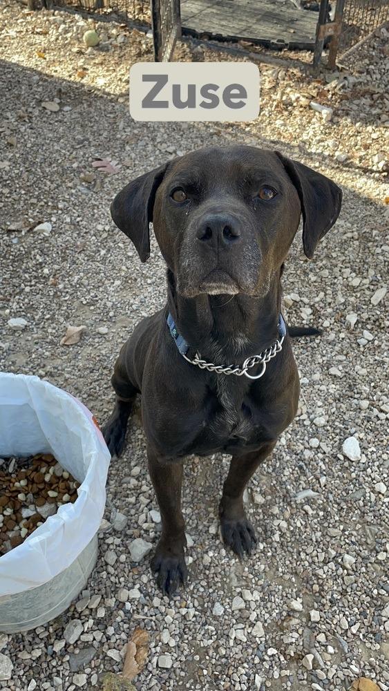 Enlarge Zuse, a Adoptable mixed breed in Warrenton, MO image 1/6