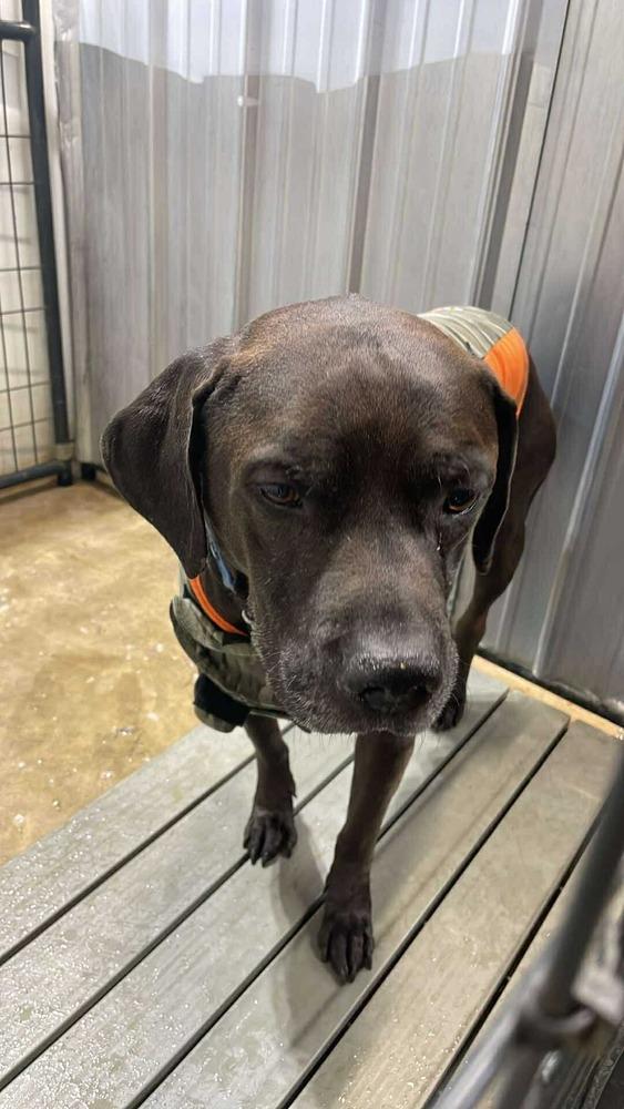 Zuse, Adoptable, Adult Male Rottweiler & Labrador Retriever.
