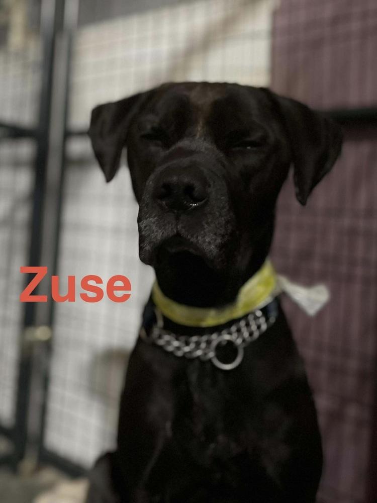 Enlarge Zuse, a Adoptable mixed breed in Warrenton, MO image 3/6