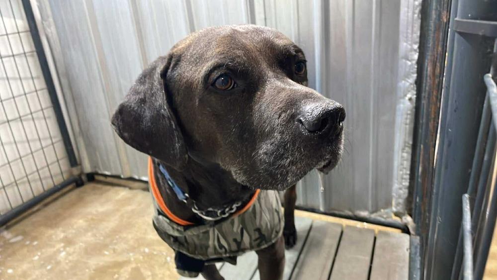 Zuse, a Adoptable mixed breed in Warrenton, MO image 2/2