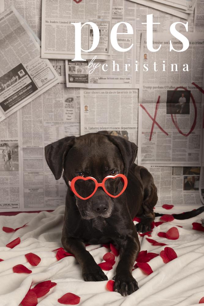 Enlarge Zuse, a Adoptable mixed breed in Warrenton, MO image 5/6