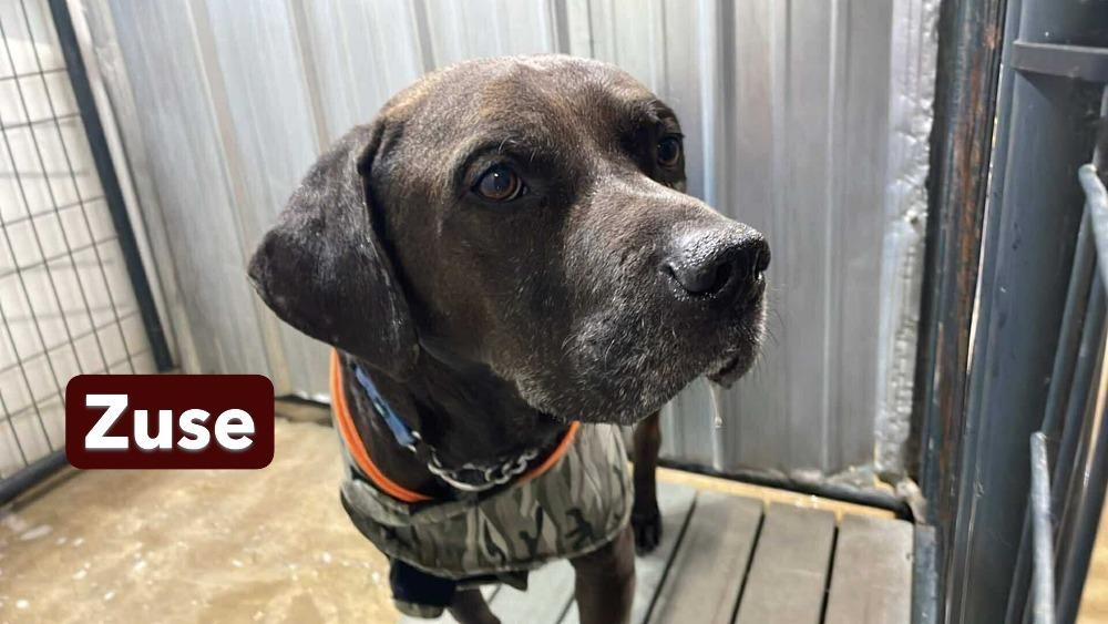 Enlarge Zuse, a Adoptable mixed breed in Warrenton, MO image 6/6