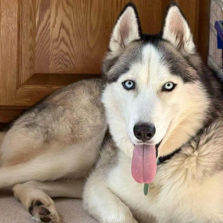 Moone, ADOPTABLE, Young Male Siberian Husky & Mixed Breed.