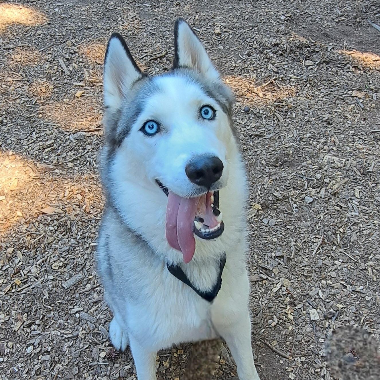 Moone, ADOPTABLE, Young Male Siberian Husky & Mixed Breed.