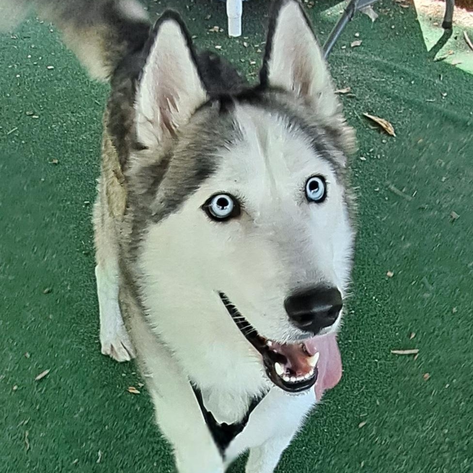 Moone, a ADOPTABLE mixed breed in Cedarburg, WI image 2/6