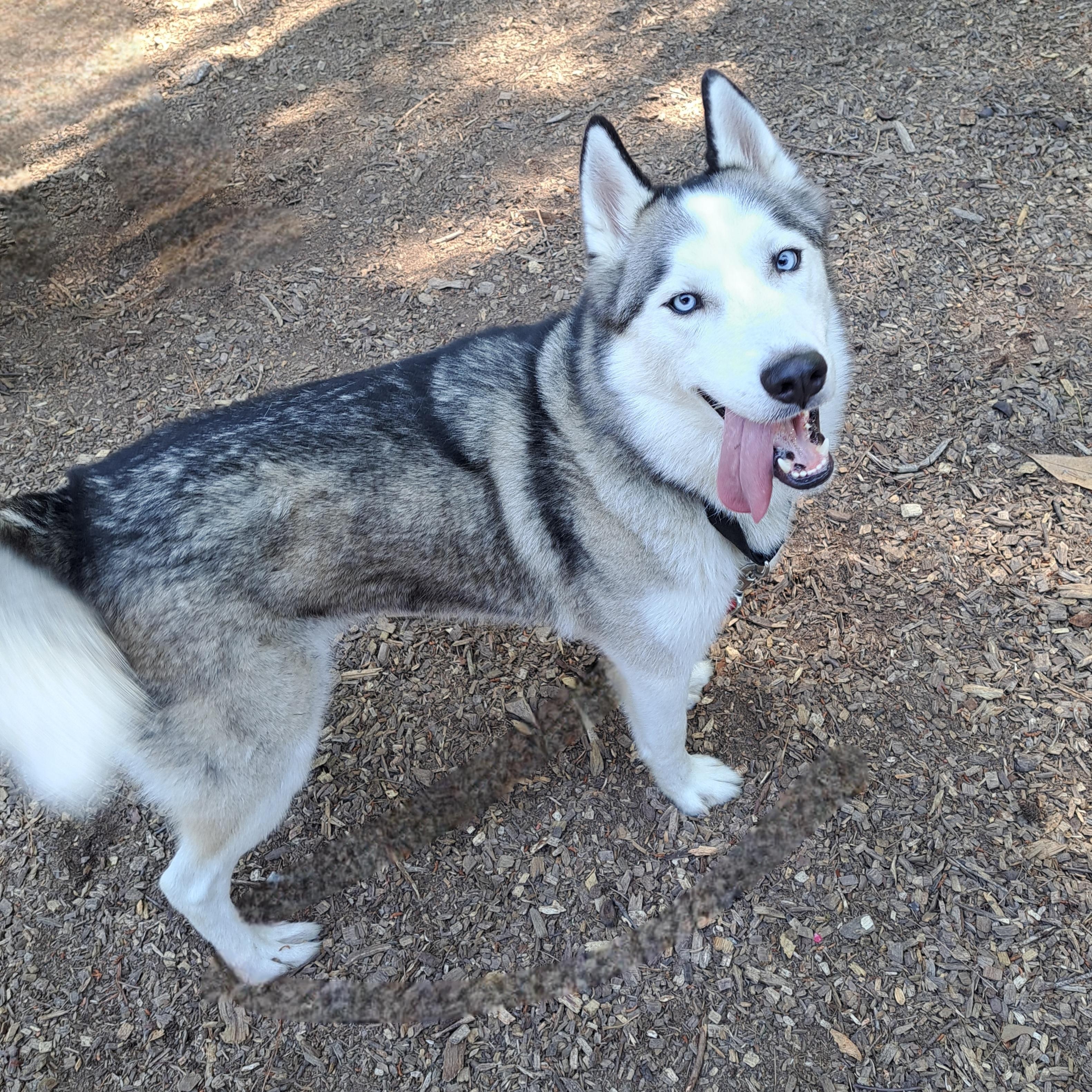 Moone, a ADOPTABLE mixed breed in Cedarburg, WI image 4/6
