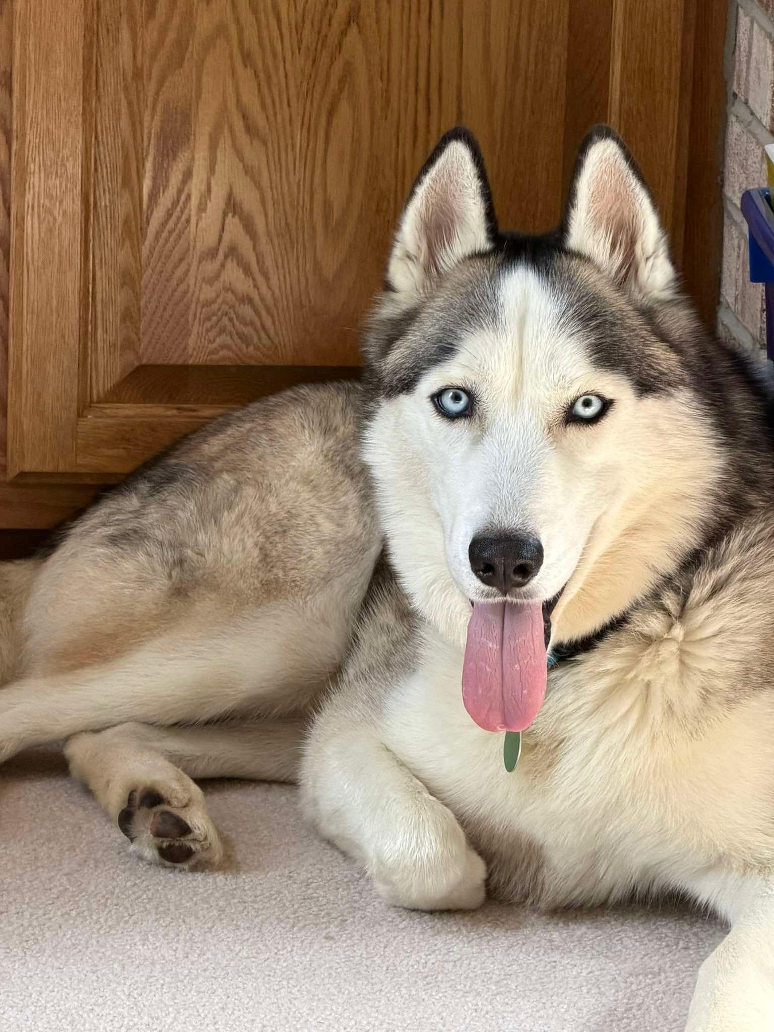 Moone, a ADOPTABLE mixed breed in Cedarburg, WI image 6/6
