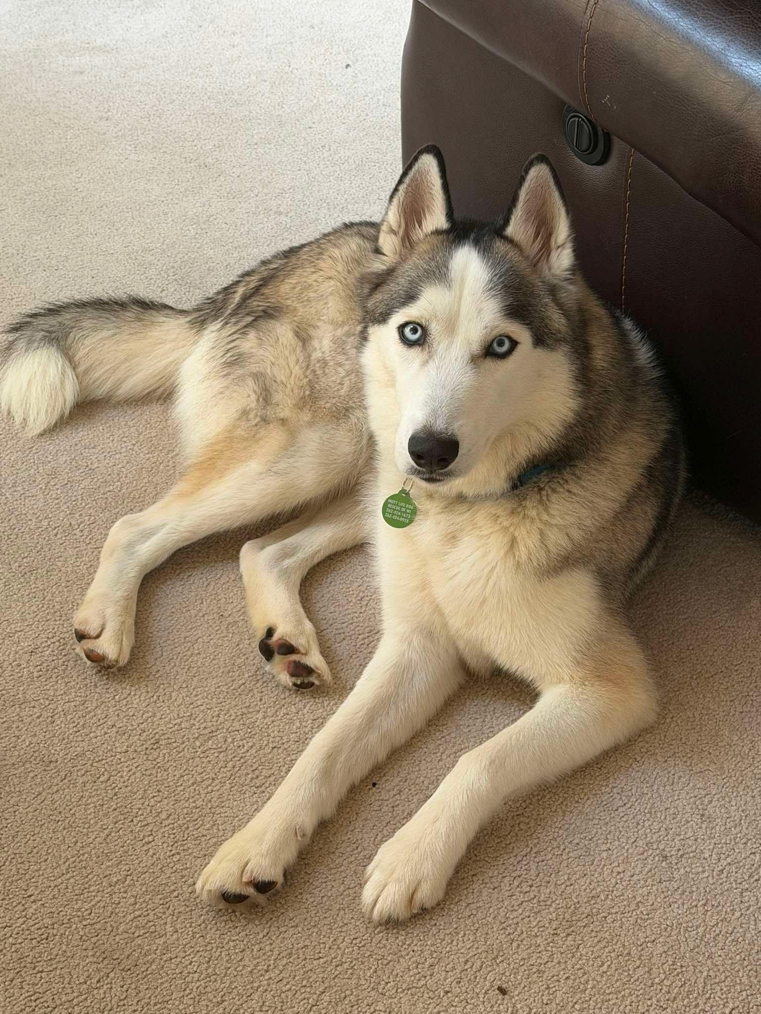 Moone, a ADOPTABLE mixed breed in Cedarburg, WI image 5/6