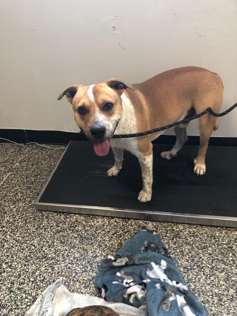 Fievel, Adoptable, Young Male Mixed Breed.