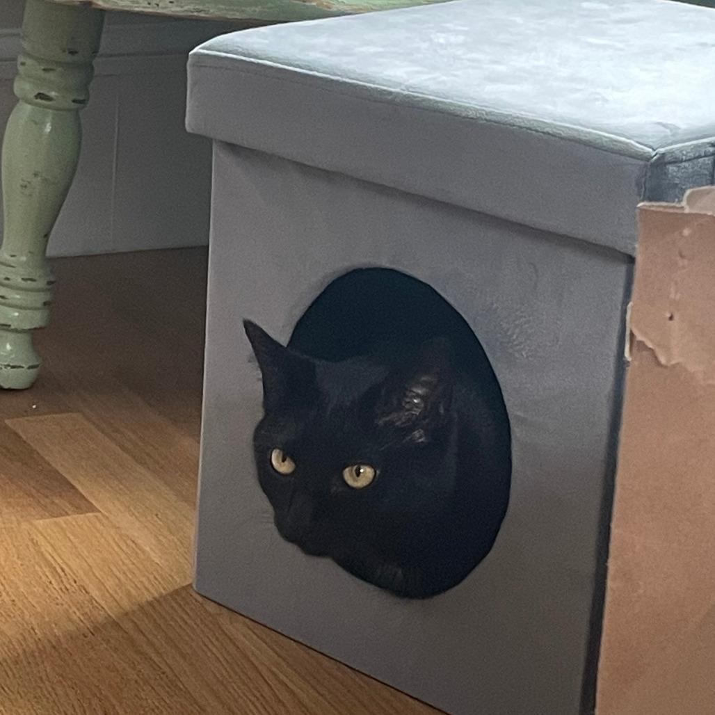 Enlarge Minty Lou, a Adoptable Domestic Short Hair in Wakefield, MA image 1/6