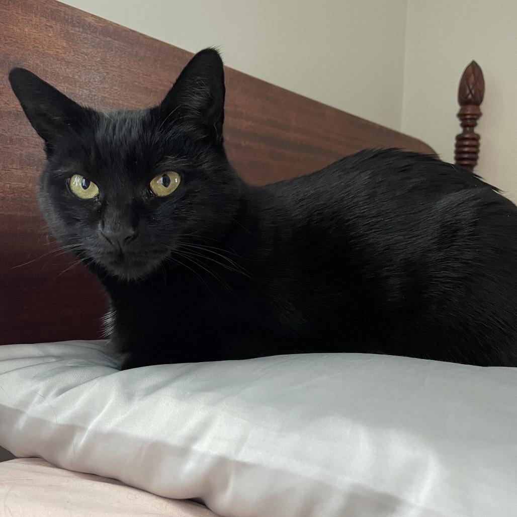 Enlarge Minty Lou, a Adoptable Domestic Short Hair in Wakefield, MA image 2/6